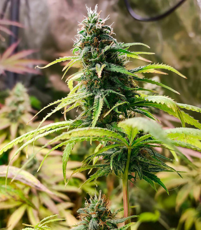 Pink Rozay fem (Original Sensible Seeds) семена конопли