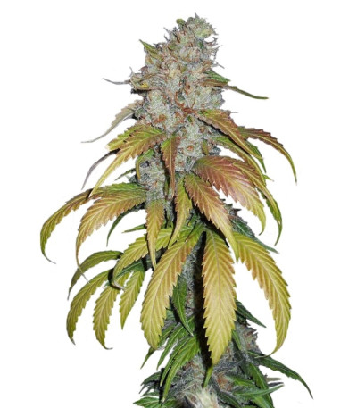 Psicodelicia fem (Sweet Seeds) семена конопли