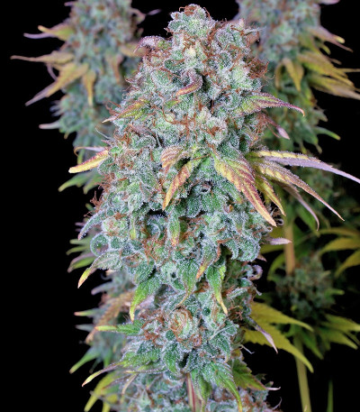 Serious Happiness fem (Serious Seeds) семена конопли