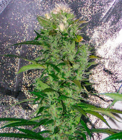 Satori x Mountain Gold regular (Mandala Seeds) семена конопли