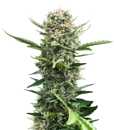 Sweet Cherry Pie (Sweet Seeds) семена конопли