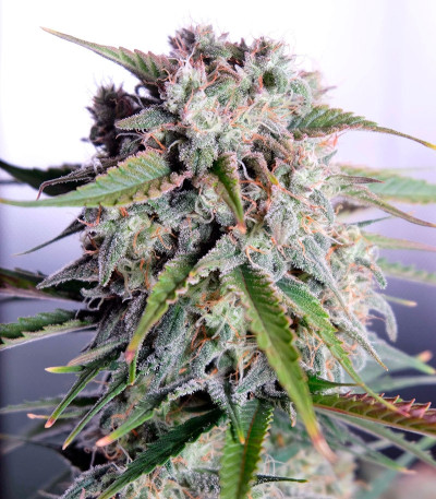 Tangie'matic auto fem семена конопли