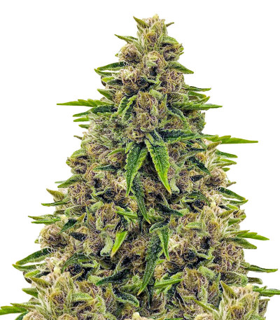 Totally Alpha OG fem (AlphaFem Seeds) семена конопли