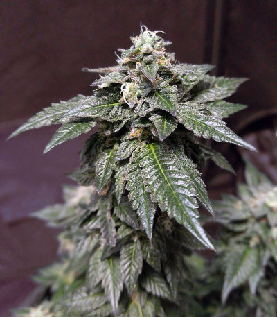 Wedding Gelato fem (RQS) семена конопли