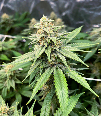 Apple Betty fem (Herbies Seeds) семена конопли