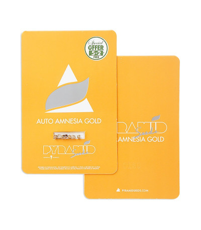 Auto Amnesia Gold fem (Pyramid Seeds) семена конопли