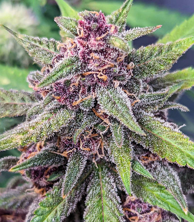 Purple Lemonade FF fem (FastBuds) семена конопли