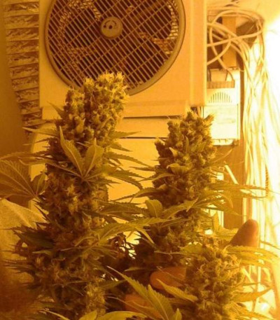 Amnesia fem (Vision Seeds) семена конопли