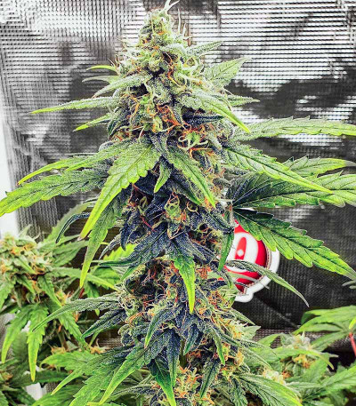 Auto Gorilla fem (00 Seeds) семена конопли