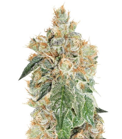 Семена Auto Colorado Cookies шишки