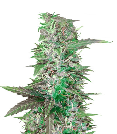 Auto Speed Bud fem (Female Seeds) семена конопли