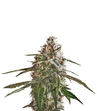 Blue Kush fem (Dinafem Seeds) семена конопли