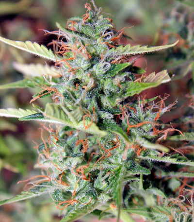 Auto Blueberry Berry fem семена конопли