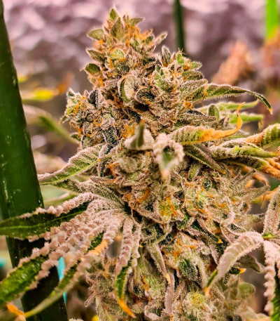 Brain Stroke Auto fem (High Speed ​​Buds) семена конопли