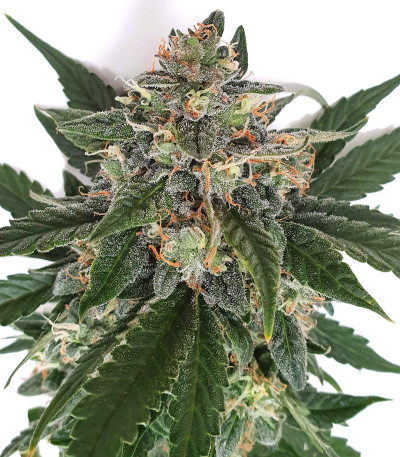 CBD Auto Charlotte’s Angel fem (Dutch Passion) семена каннабиса