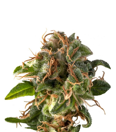 Fresh Candy fem (Pyramid Seeds) семена конопли