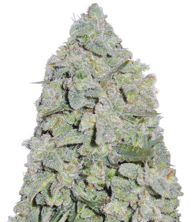 Honey Rock fem (Sumo Seeds) семена конопли