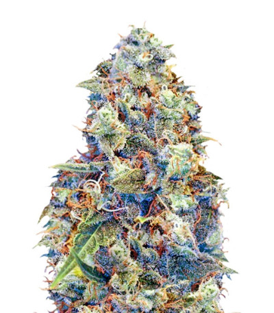 ICED Grapefruit fem (Female Seeds) семена конопли