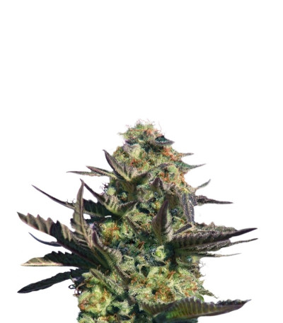 Karamelo (Kreamy Karamel) fem семена конопли