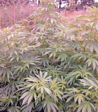 Hindu Kush (Kaya Gold) fem (Nirvana Seeds) семена конопли