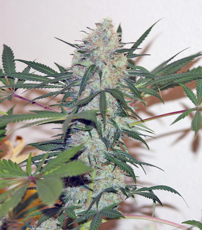 Lemon Cake fem семена конопли