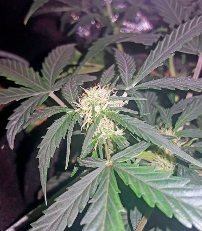 Lemon OG Haze Automatic fem (Nirvana Seeds) семена конопли