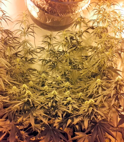 Lithium OG Kush fem (Nirvana Seeds) семена конопли