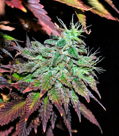 Mataro Blue Max Auto fem семена конопли