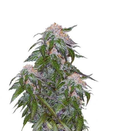 Medical VIP fem (VIP seeds) семена конопли