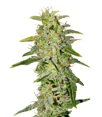 Money Maker fem (Strain Hunters) семена конопли