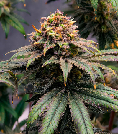 Purple Punch X Lemon Drizzle fem от Barney's Farm семена конопли