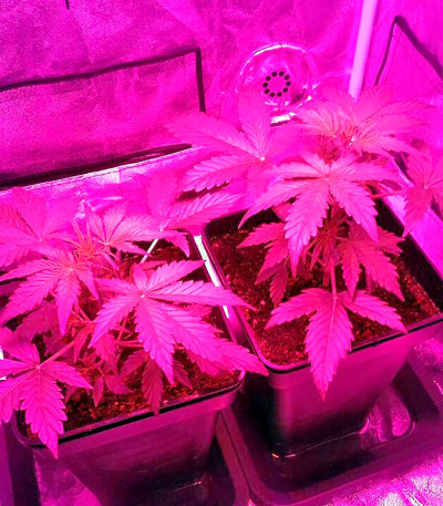 Pakistan Ryder Auto fem семена конопли