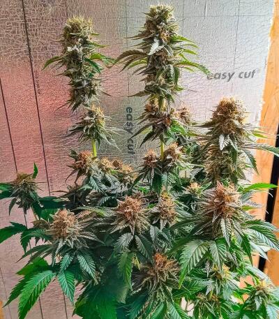 Papaya Frosting fem семена конопли