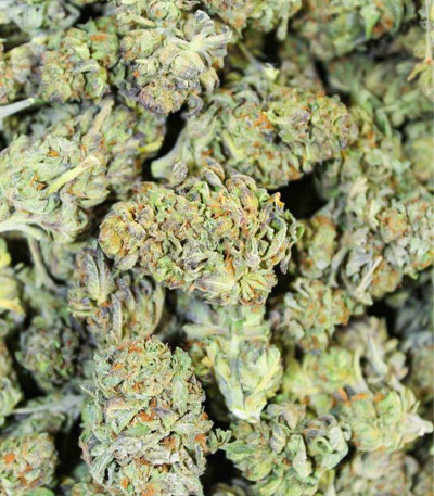 Roze Runtz fem (AlphaFem Seeds) семена конопли