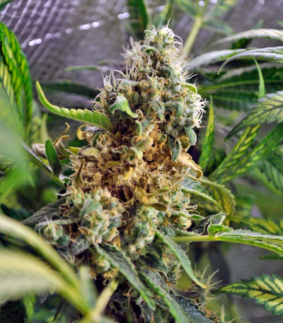 Sage 'n' Sour fem семена конопли