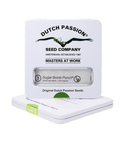 Sugar Bomb Punch fem (Dutch Passion) семена конопли