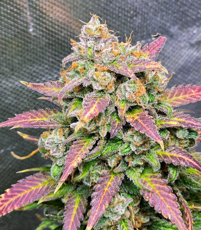 Sweet Zenzation XL Auto fem (Sweet Seeds) семена конопли