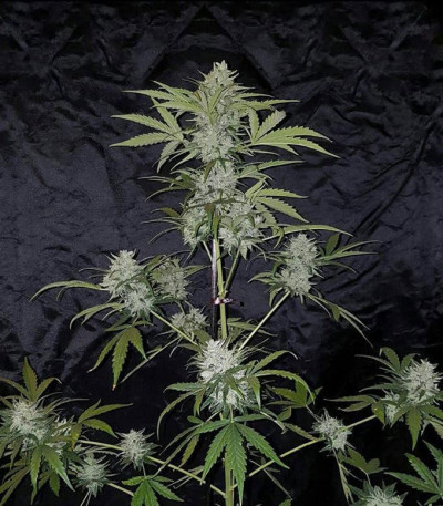 White Cheese Auto fem (Sumo Seeds) семена конопли