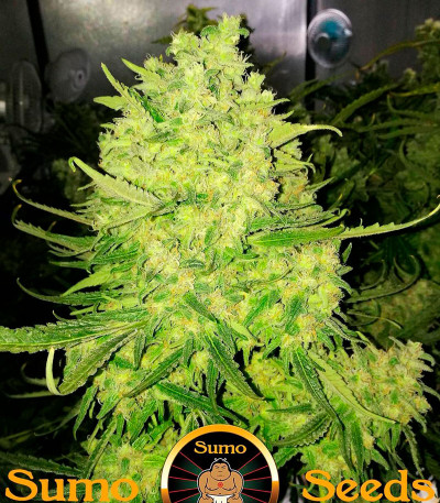 White Widow Original fem (Sumo Seeds) семена конопли