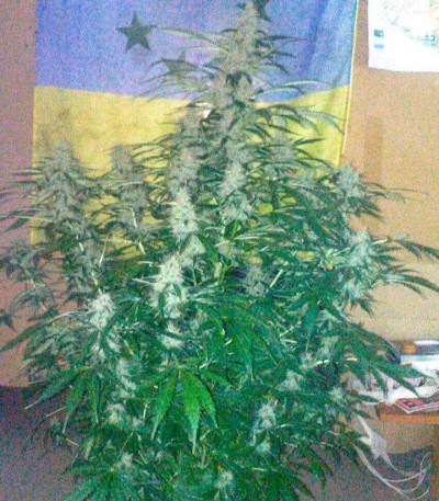 Zombie Haze Auto fem (Sumo Seeds) семена конопли