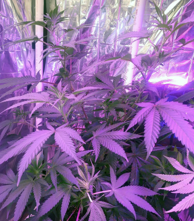 Eleven Roses fem (Delicious Seeds) семена конопли