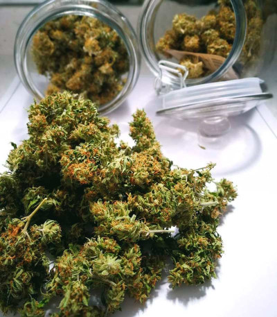 AK-77V fem (Victory Seeds) семена конопли