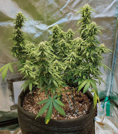 Auto Daiquiri Lime fem (Dutch Passion) семена конопли