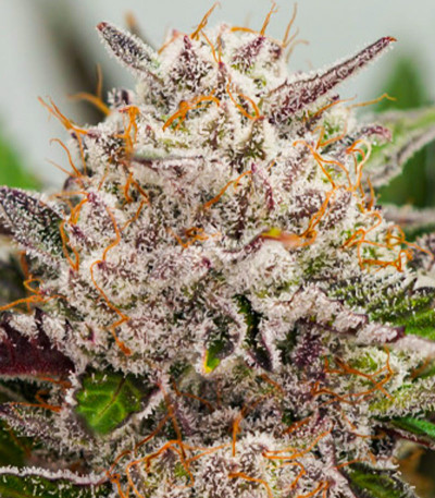 Auto Mimosa Punch fem (Dutch Passion) семена конопли