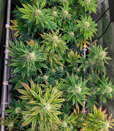 Black Cherry Gushers fem от Barney's Farm семена конопли