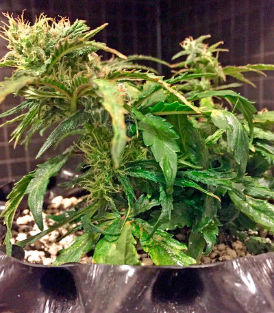 Blue Dream Auto fem (Humboldt Seeds) семена конопли