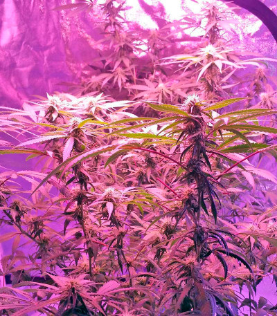 Blue Mystic (Blueberry) reg (Nirvana Seeds) семена конопли