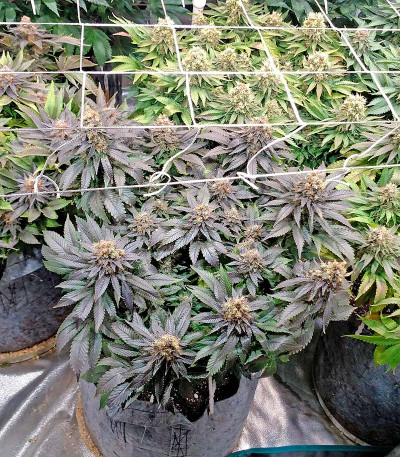 Сорт конопли Blue Widow