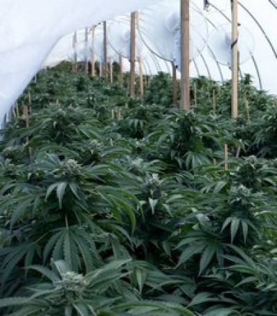 Bubba Kush fem (Dinafem Seeds) семена конопли