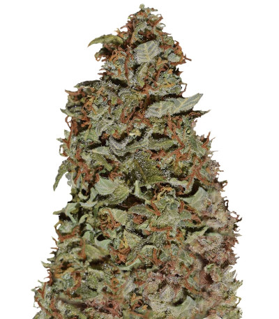 Californian Snow auto fem семена конопли